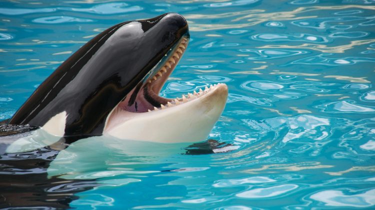 An Orca, or Killer Whale, in an Enclosure