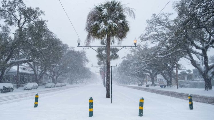 A Louisiana roadway covered in snow, with palm trees and cars lining the street during heavy snowfall.